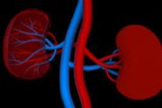 Your kidneys and how they work