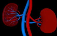 Your kidneys and how they work