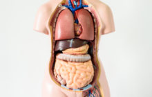 Seven body organs you can live without