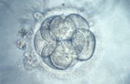 Scientists edit human embryos to safely remove disease for the first time – here’s how they did it