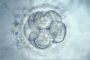 Scientists edit human embryos to safely remove disease for the first time – here’s how they did it