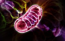 Explainer: what are mitochondria and how did we come to have them?